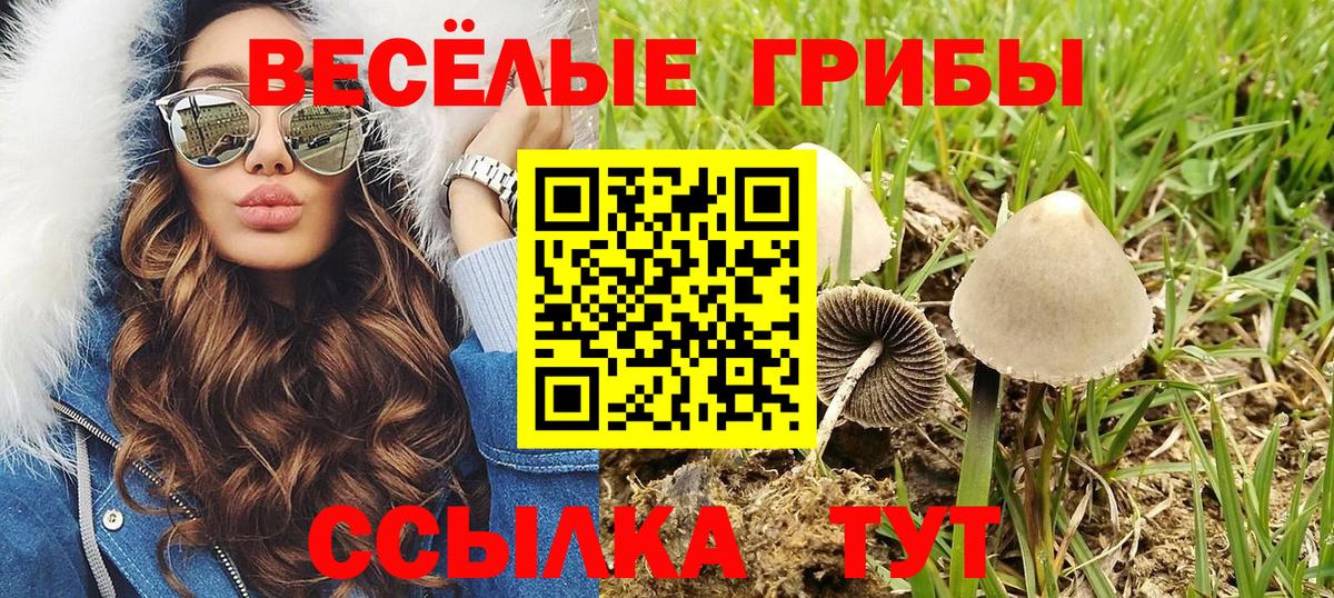 Псилоцибиновые грибы MAGIC MUSHROOMS  закладка  Димитровград  Вход с VPN  Галлюциногенные грибы Psilocybine cubensis 